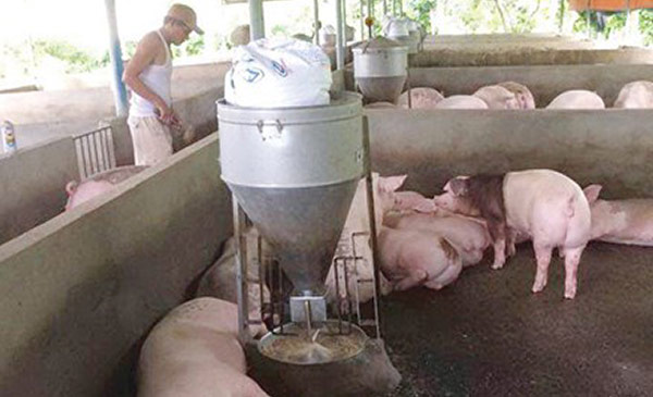 Chăn nuôi heo nói riêng và ngành chăn nuôi nói chung đang cần tháo gỡ nhiều khó khăn Chăn nuôi heo nói riêng và ngành chăn nuôi nói chung đang cần tháo gỡ nhiều khó khăn