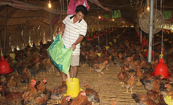 Gà đến kỳ xuất chuồng nhưng anh Hoàng Hữu Hạnh vẫn phải duy trì đàn do không có đầu ra. Ảnh: Ngọc An. Gà đến kỳ xuất chuồng nhưng anh Hoàng Hữu Hạnh vẫn phải duy trì đàn do không có đầu ra. Ảnh: Ngọc An.