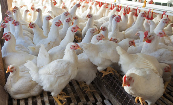 Giá gà tại Tiền Giang giảm sâu, người nuôi gặp khó Giá gà tại Tiền Giang giảm sâu, người nuôi gặp khó