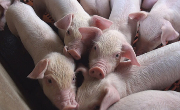 Hiện giá heo hơi tại ĐBSCL giảm trở lại từ 3.000-4.000 đồng/kg Hiện giá heo hơi tại ĐBSCL giảm trở lại từ 3.000-4.000 đồng/kg