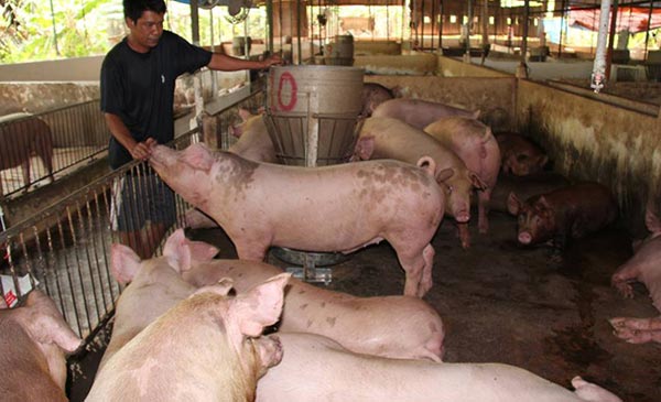 Nông dân nuôi lợn ở Đồng Nai vẫn đang nghe ngóng giá lợn trước khi quyết định vào đàn lứa mới. Ảnh: Trần Đáng Nông dân nuôi lợn ở Đồng Nai vẫn đang nghe ngóng giá lợn trước khi quyết định vào đàn lứa mới. Ảnh: Trần Đáng