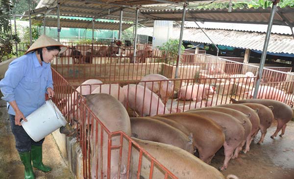 Do giá lợn giảm sâu nên nhiều hộ chăn nuôi ở Hà Nội bị rơi vào cảnh thua lỗ. Ảnh: Trần Quang Do giá lợn giảm sâu nên nhiều hộ chăn nuôi ở Hà Nội bị rơi vào cảnh thua lỗ. Ảnh: Trần Quang