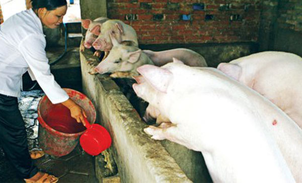 Người nuôi heo đang méo mặt vì giá heo giảm mạnh. Ảnh: Hồng Vĩnh Người nuôi heo đang méo mặt vì giá heo giảm mạnh. Ảnh: Hồng Vĩnh