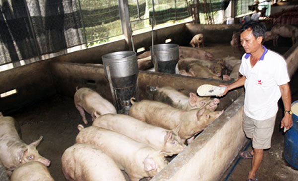 Các trang trại chăn nuôi heo quy mô nhỏ lo lắng vì chưa được hướng dẫn thực hiện phần mềm truy xuất nguồn gốc cho heo (ảnh chụp tại một trại heo ở huyện Thống Nhất). Các trang trại chăn nuôi heo quy mô nhỏ lo lắng vì chưa được hướng dẫn thực hiện phần mềm truy xuất nguồn gốc cho heo (ảnh chụp tại một trại heo ở huyện Thống Nhất).