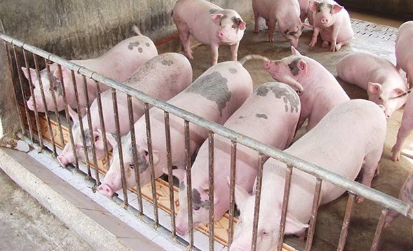 Người chăn nuôi kỳ vọng heo tăng giá Người chăn nuôi kỳ vọng heo tăng giá
