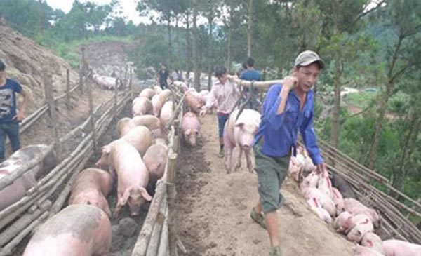 Việc phụ thuộc vào xuất khẩu lợn hơi qua đường tiểu ngạch đi Trung Quốc, gây rủi ro lớn cho ngành chăn nuôi lợn trong nước Việc phụ thuộc vào xuất khẩu lợn hơi qua đường tiểu ngạch đi Trung Quốc, gây rủi ro lớn cho ngành chăn nuôi lợn trong nước