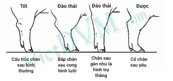 Loại thải những heo hậu bị có 3 kiểu chân như trên hình. Loại thải những heo hậu bị có 3 kiểu chân như trên hình.