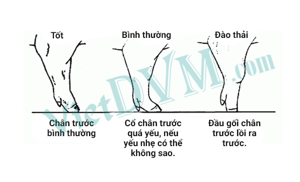 Nên loại thải những heo hậu bị có móng nhỏ. Nên loại thải những heo hậu bị có móng nhỏ.