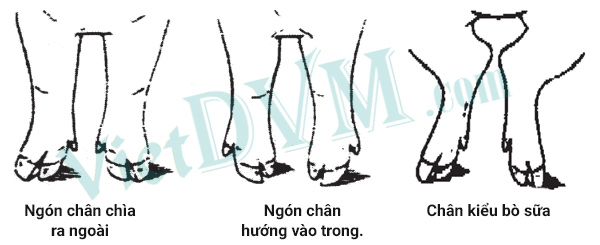 Loại thải những heo hậu bị có 3 kiểu chân như trên hình. Loại thải những heo hậu bị có 3 kiểu chân như trên hình.