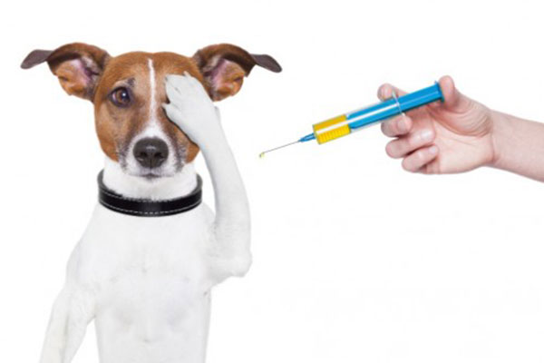 Nên tiêm phòng định kỳ vaccine cho chó. Nên tiêm phòng định kỳ vaccine cho chó.