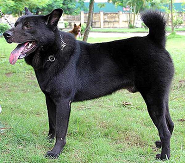 Giống chó H’mông cộc đuôi. Giống chó H’mông cộc đuôi.