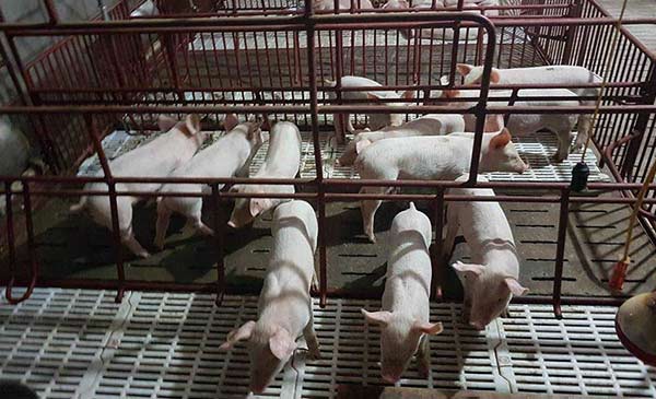 Giá heo đang xuống quá thấp. Giá heo đang xuống quá thấp.