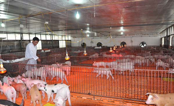 Ông Nguyễn Trọng Long kiểm tra sức khỏe đàn heo giống tại trang trại của gia đình ở huyện Thanh Oai (Hà Nội). Ông Nguyễn Trọng Long kiểm tra sức khỏe đàn heo giống tại trang trại của gia đình ở huyện Thanh Oai (Hà Nội).