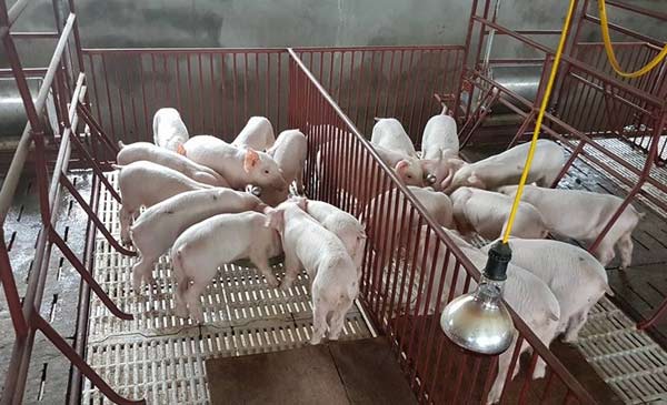 Để giải quyết lâu dài với ngành chăn nuôi heo Việt Nam cần chủ động cấm bán heo tiểu ngạch sang Trung Quốc Để giải quyết lâu dài với ngành chăn nuôi heo Việt Nam cần chủ động cấm bán heo tiểu ngạch sang Trung Quốc