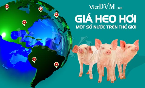 Giá heo hơi tại nhiều cường quốc chăn nuôi trên thế giới hiện ở mức thấp Giá heo hơi tại nhiều cường quốc chăn nuôi trên thế giới hiện ở mức thấp