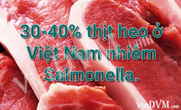 30-40% thịt heo ở Việt Nam nhiễm Salmonella. 30-40% thịt heo ở Việt Nam nhiễm Salmonella.
