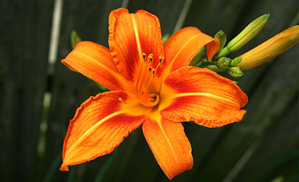 Daylily (Hemerocallis species) Daylily (Hemerocallis species)