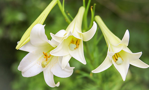 Easter Lily (Lilium longiflorum) Easter Lily (Lilium longiflorum)