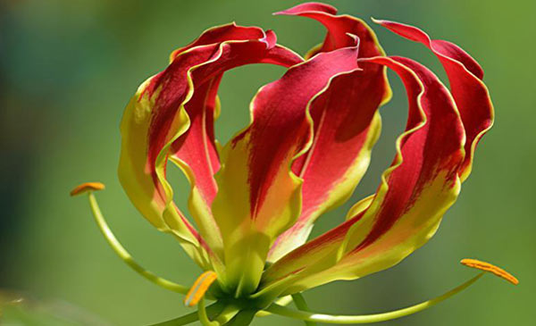 Glory Lily (Lilium Superba) Glory Lily (Lilium Superba)