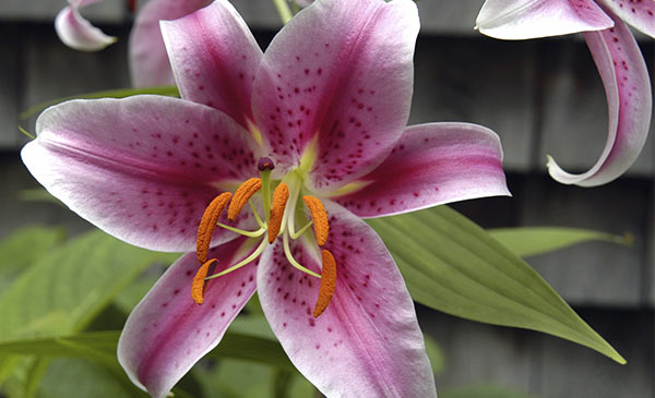 Stargazer Lily (Lilium orientalis) Stargazer Lily (Lilium orientalis)
