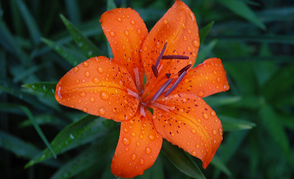 Tiger Lily (Lilium tigrinum) Tiger Lily (Lilium tigrinum)