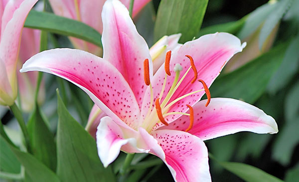Japanese Lily (Lilium lancifolium) Japanese Lily (Lilium lancifolium)