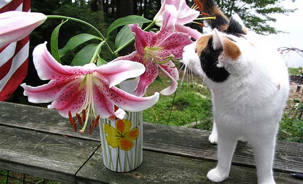 Hoa ly cực kỳ nguy hiểm đối với mèo Hoa ly cực kỳ nguy hiểm đối với mèo