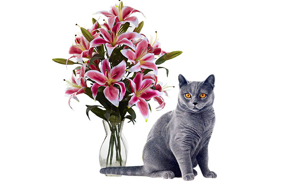 Rubrum (Lilium speciosum) Rubrum (Lilium speciosum)