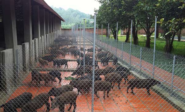 Chăn nuôi nông hộ nước ta nên chuyển hướng dần sang các mô hình chăn nuôi sinh học và tận dụng ưu thế lai các giống bản địa Chăn nuôi nông hộ nước ta nên chuyển hướng dần sang các mô hình chăn nuôi sinh học và tận dụng ưu thế lai các giống bản địa