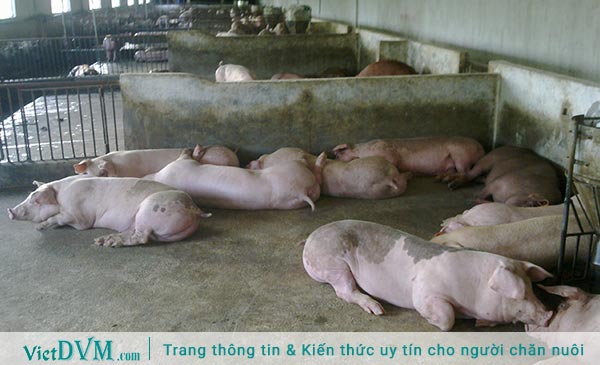 Giá heo hơi tại Đồng Nai cán mốc 28.000đ/kg Giá heo hơi tại Đồng Nai cán mốc 28.000đ/kg