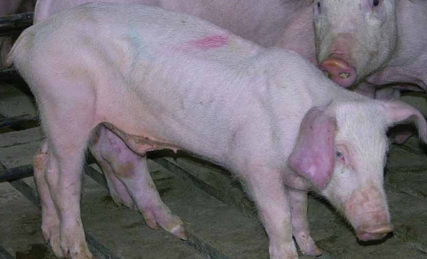 Lai tạo giống heo kháng virus tai xanh Lai tạo giống heo kháng virus tai xanh