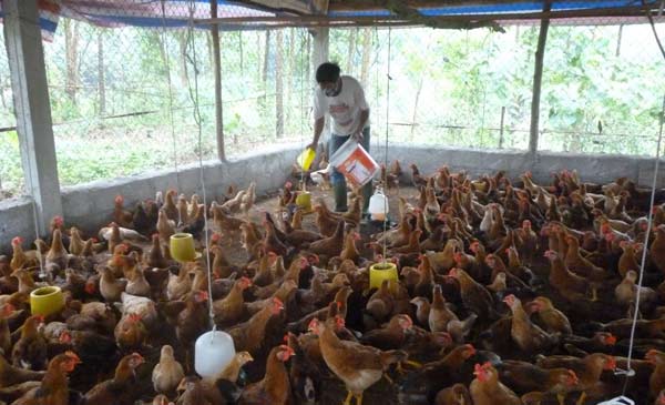 Anh Lê Xuân Hà đổ cám cho đàn gà ăn tại trang trại của gia đình ở huyện Xuân Lộc (Đồng Nai). Anh Lê Xuân Hà đổ cám cho đàn gà ăn tại trang trại của gia đình ở huyện Xuân Lộc (Đồng Nai).