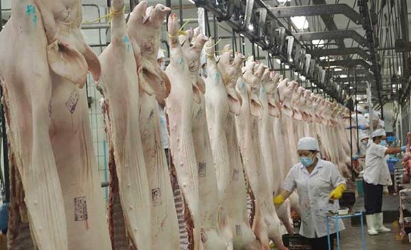 Con đường xuất khẩu thịt heo của Việt Nam đang là “nhiệm vụ bất khả thi” Con đường xuất khẩu thịt heo của Việt Nam đang là “nhiệm vụ bất khả thi”