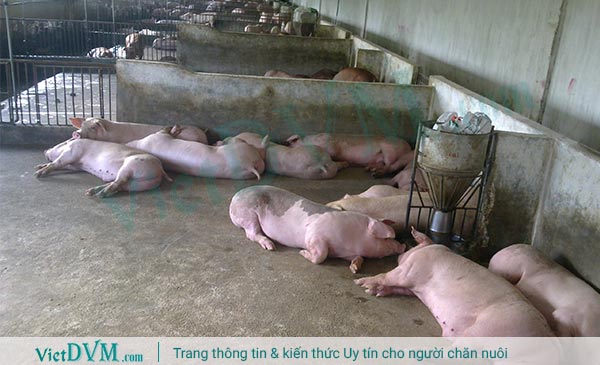 Giá heo hơi sẽ tăng nhanh trong thời gian tới Giá heo hơi sẽ tăng nhanh trong thời gian tới