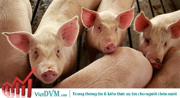 Giá heo hơi tăng trở lại, đây là tín hiệu tích cực của thị trường Giá heo hơi tăng trở lại, đây là tín hiệu tích cực của thị trường
