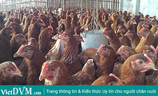 Nguyên nhân sâu xa vẫn là do khâu quy hoạch tổ chức chăn nuôi chưa bài bản. Nguyên nhân sâu xa vẫn là do khâu quy hoạch tổ chức chăn nuôi chưa bài bản.