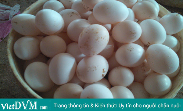 Giá trứng gà ai cập chỉ còn 1000 đồng/ quả Giá trứng gà ai cập chỉ còn 1000 đồng/ quả