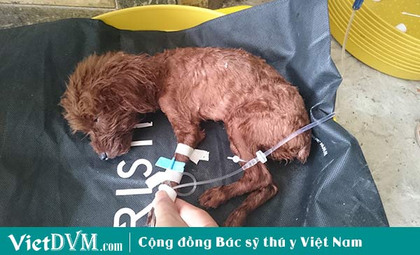 Giống chó Poodle thường mắc bệnh đường ruột Giống chó Poodle thường mắc bệnh đường ruột