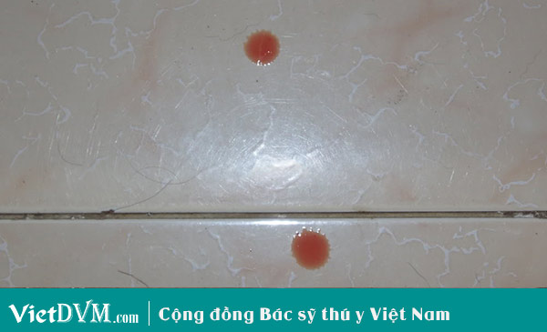 Biểu hiện chó động dục Biểu hiện chó động dục