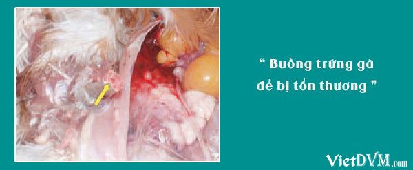 Buồng trứng gà đẻ tổn thương. Buồng trứng gà đẻ tổn thương.