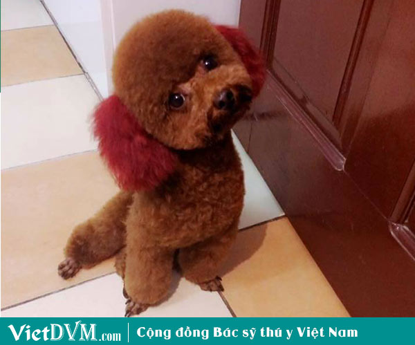 Chó Poodle có hôi không? Chó Poodle có hôi không?