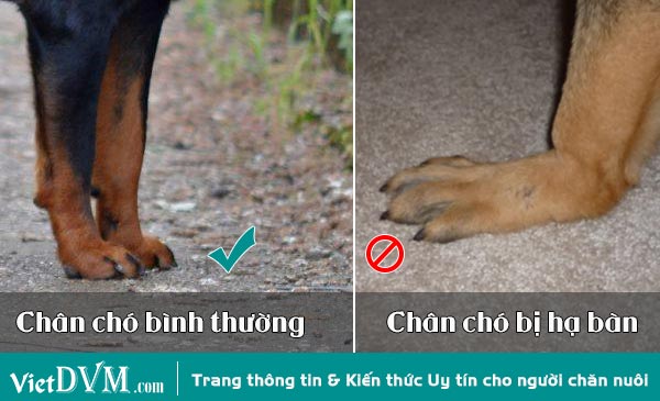 So sánh bàn chân chó bình thường và chó bị hạ bàn So sánh bàn chân chó bình thường và chó bị hạ bàn