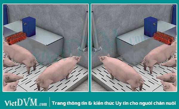 Bàn chải massage. Bàn chải massage.