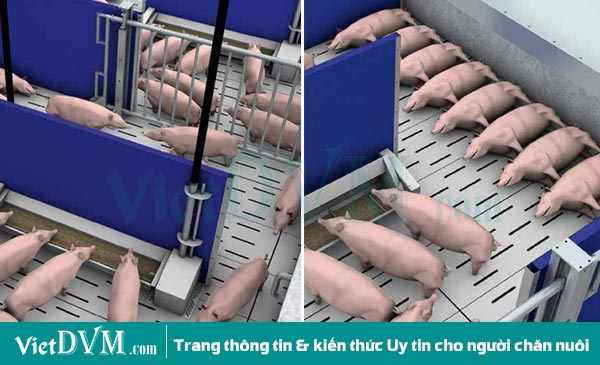 Chuồng heo thịt. Chuồng heo thịt.
