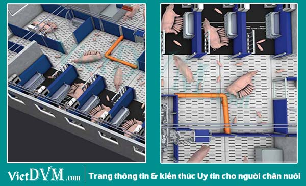 Khu vực đẻ với 2 loại ô chuồng có kích thước khác nhau. Khu vực đẻ với 2 loại ô chuồng có kích thước khác nhau.