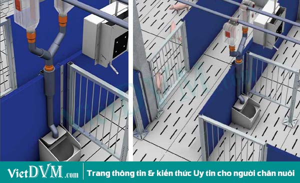 Trong mỗi ô chuồng đẻ có bố trí máng ăn tự động giúp cho người chăn nuôi có thể kiểm soát được lượng thức ăn ăn vào của heo nái. Trong mỗi ô chuồng đẻ có bố trí máng ăn tự động giúp cho người chăn nuôi có thể kiểm soát được lượng thức ăn ăn vào của heo nái.