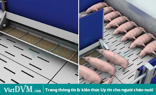 Máng ăn tự động. Máng ăn tự động.