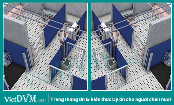 Heo mẹ và heo con được phân cách nhau bằng một hàng rào bảo vệ mở. Heo mẹ và heo con được phân cách nhau bằng một hàng rào bảo vệ mở.