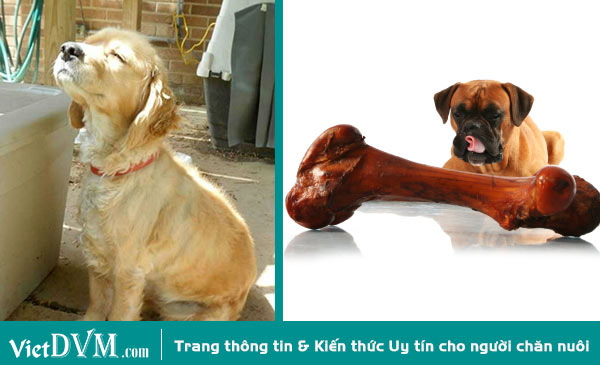 Tắm nắng và bổ xung canxi góp phần điều trị bệnh hạ bàn trên chó Tắm nắng và bổ xung canxi góp phần điều trị bệnh hạ bàn trên chó