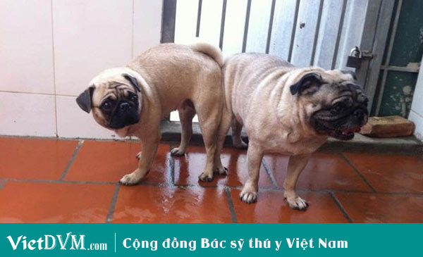Phối giống cho chó bình thường. Phối giống cho chó bình thường.